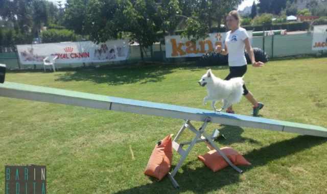 L'agility dog: quando il cane fa sport, tra salti e percorsi ad ostacoli